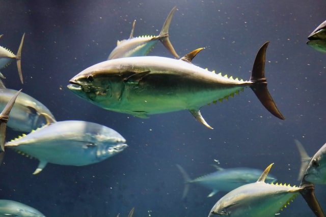 まぐろの大きさの平均や最大サイズ、世界一の記録は?マグロの大きさと名前や味の違いなども紹介